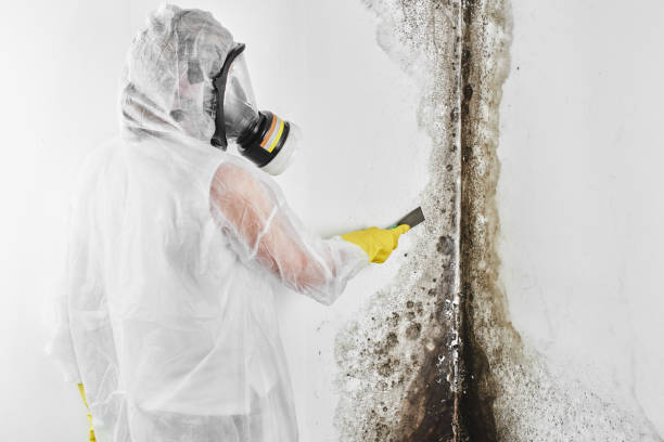 Best Mold Damage Repair  in Merrill, IA