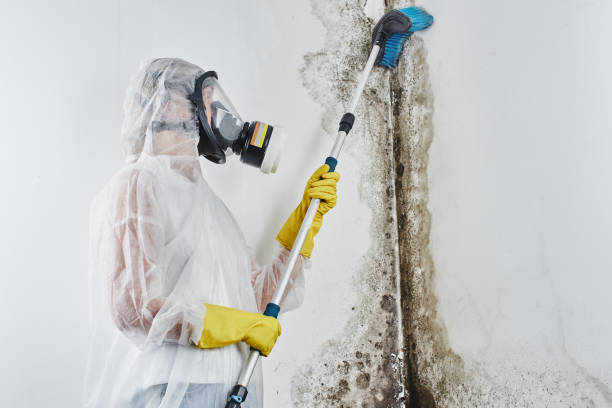 Best Mold Cleaning Services  in Merrill, IA