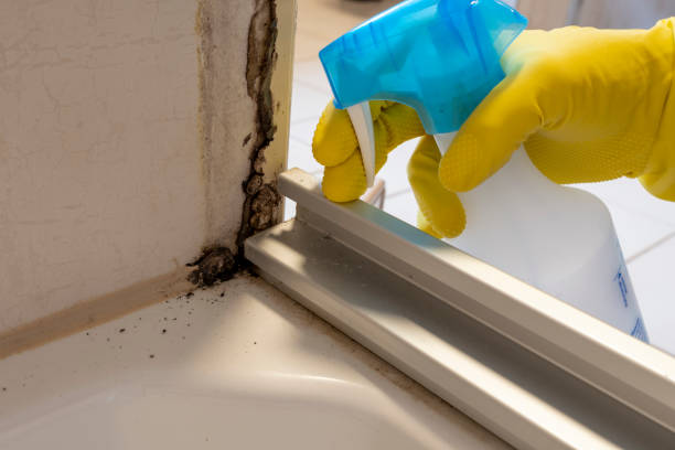 Best Same-Day Mold Removal  in Merrill, IA