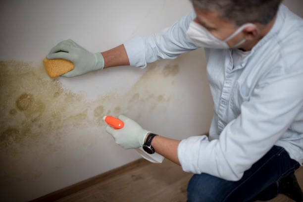 Best Certified Mold Removal  in Merrill, IA
