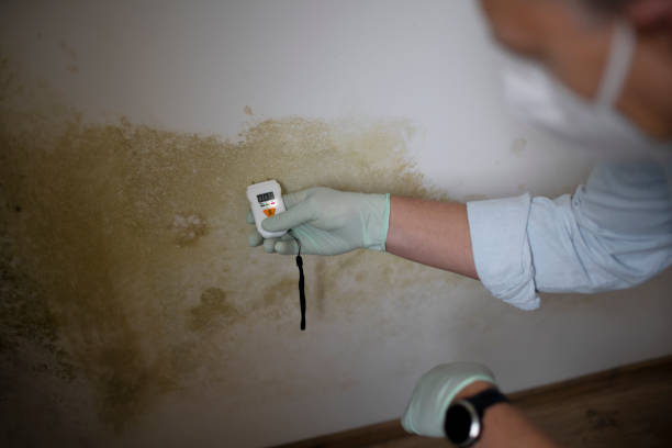 Best Professional Mold Removal  in Merrill, IA