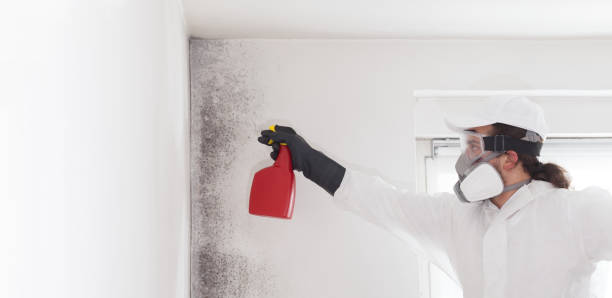 Best Same-Day Mold Removal  in Merrill, IA