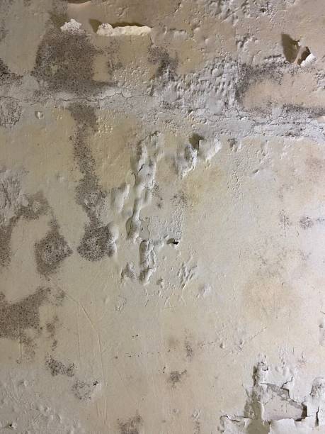 Best Mold Removal Company Near Me  in Merrill, IA