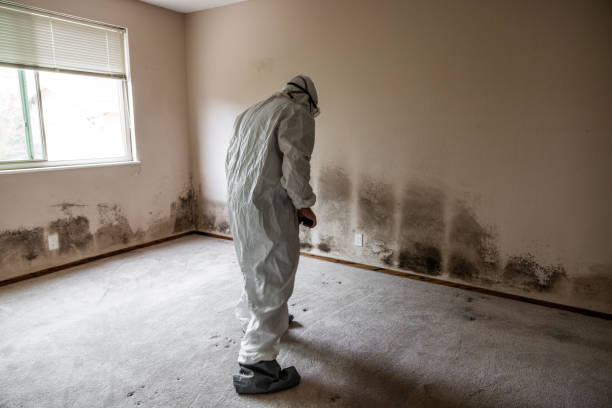 Certified Mold Removal in Merrill, IA