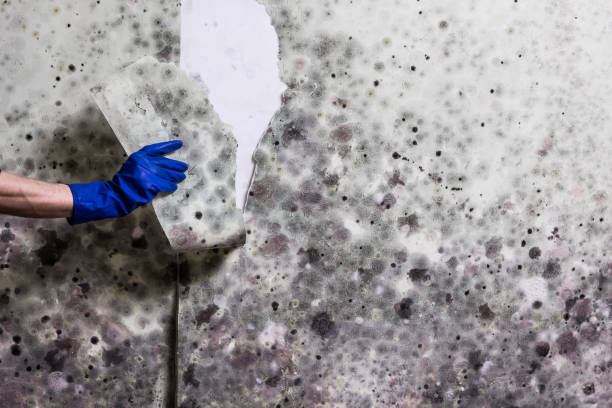 Best Attic Mold Removal  in Merrill, IA