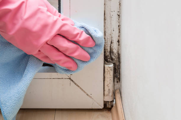 Best Black Mold Removal  in Merrill, IA