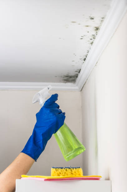 Best Fast Mold Removal  in Merrill, IA